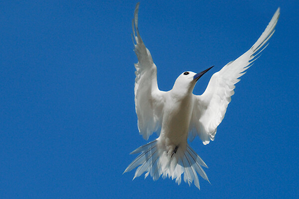 Dove in flight