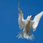 Dove in flight